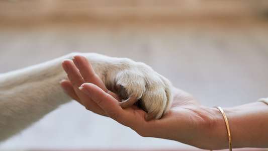 Personalize Jewelry to Remember Your Furry Friend