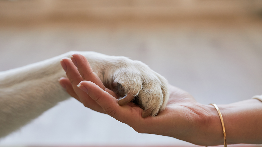 Personalize Jewelry to Remember Your Furry Friend